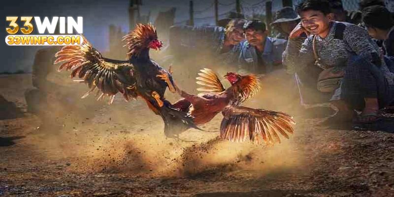 Giải thích sơ lược về đá gà C1 thomo kịch tính tại 33win
