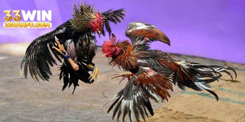 Quy định cơ bản của một trận chiến đá gà C1 thomo