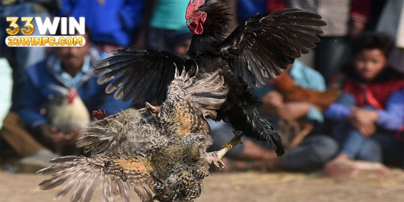 Đặc điểm nổi bật của một trận đá kê chiến tại 33win