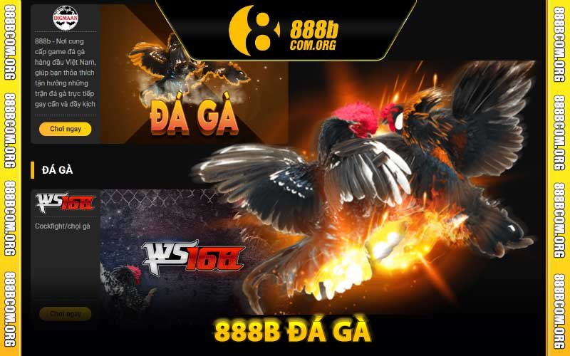 888b đá gà