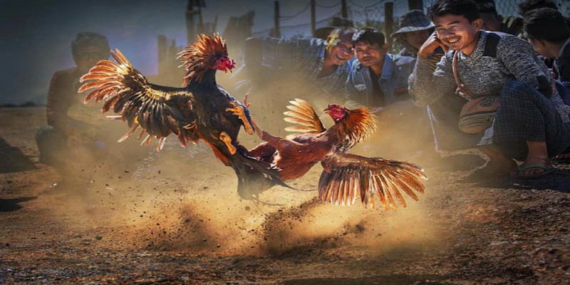 Đá gà cựa sắt là bộ môn mang đến diễn biến lôi cuốn