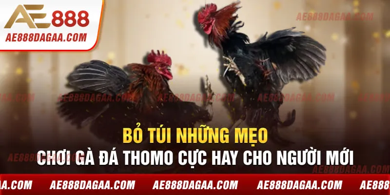 Bỏ túi những mẹo chơi gà đá Thomo cực hay cho người mới
