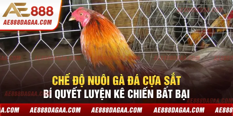 Chế độ nuôi gà đá cựa sắt mang đến nhiều ưu điểm vượt trội