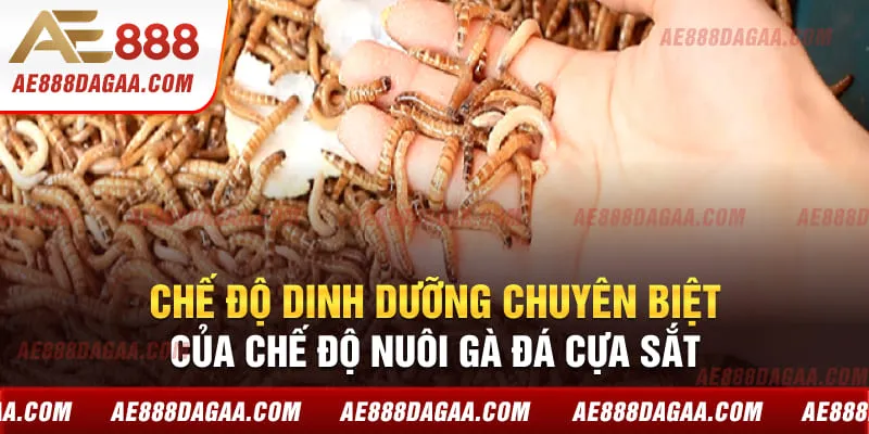 Chế độ dinh dưỡng chuyên biệt của chế độ nuôi gà đá cựa sắt