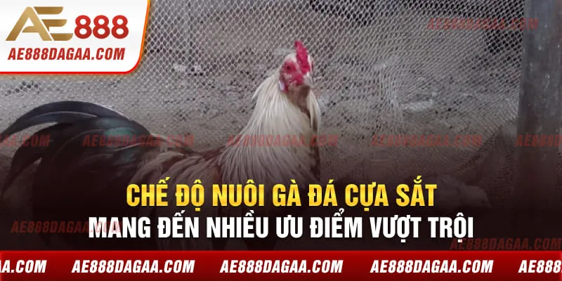 Chế độ nuôi gà đá cựa sắt với sự chăm sóc sức khỏe toàn diện