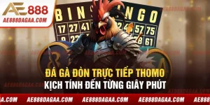 Đá Gà Đòn Trực Tiếp Thomo - Kịch Tính Đến Từng Giây Phút