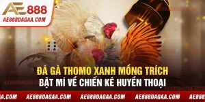 Đá Gà Thomo Xanh Mồng Trích - Bật Mí Về Chiến Kê Huyền Thoại
