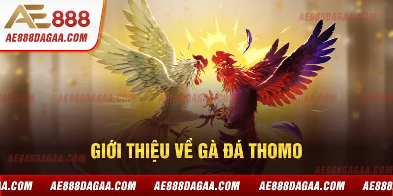 Giới thiệu về gà đá Thomo