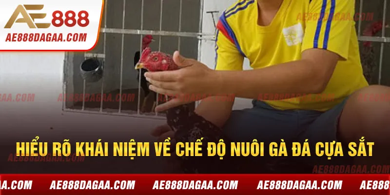 Hiểu rõ khái niệm về chế độ nuôi gà đá cựa sắt
