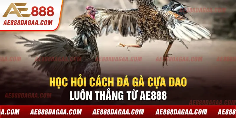 Học hỏi cách đá gà cựa dao luôn thắng từ AE888
