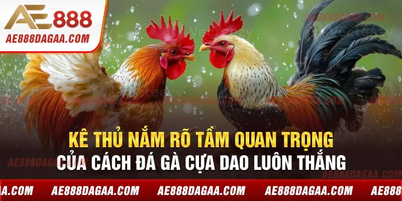 Kê thủ nắm rõ tầm quan trọng của cách đá gà cựa dao luôn thắng
