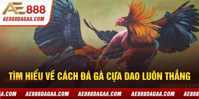 Tìm hiểu về cách đá gà cựa dao luôn thắng