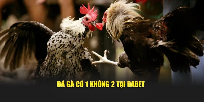 da-ga-co-1-khong-2-tai-dabet
