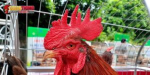 Cắt mào là cách tốt nhất để chúng bước lên sới