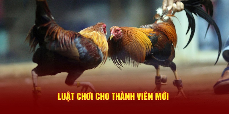 Luat Choi Da Ga Hi88