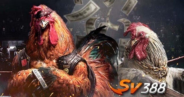 Tham gia đấu trường đá gà SV388 nên hay không nên?