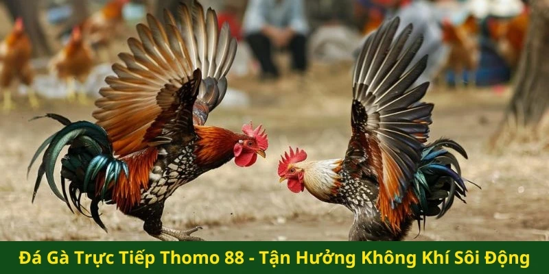 Đá gà trực tiếp Thomo 88