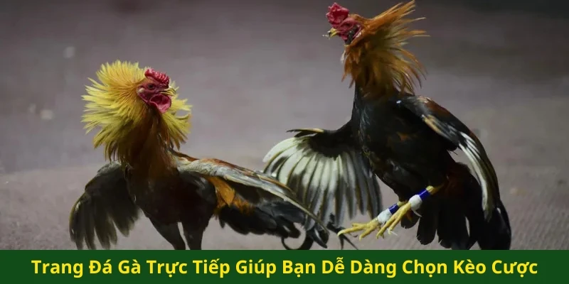 Trang đá gà trực tiếp