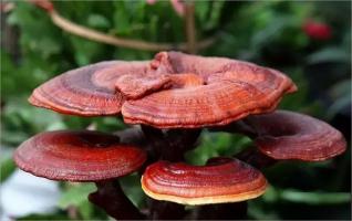 Địa chỉ mua nấm linh chi uy tín chất lượng tại Hà Nội