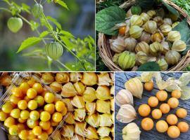 Loại quả gợi nhớ nhất về tuổi thơ