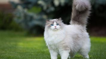 Giống mèo cảnh được nuôi phổ biến nhất tại Việt Nam