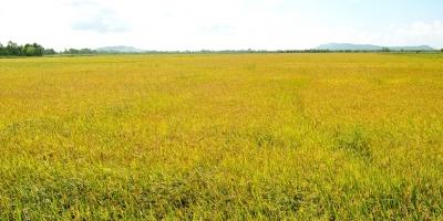 Bài văn tả cánh đồng lúa chín hay nhất
