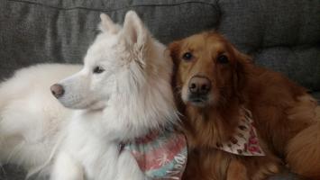 Địa chỉ bán chó Golden & Samoyed uy tín nhất TPHCM