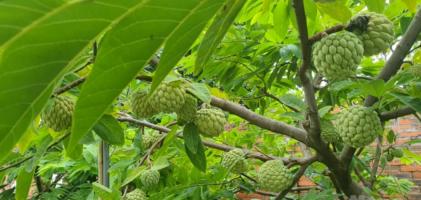 Bài văn tả cây na trong vườn nhà em (lớp 4) hay nhất