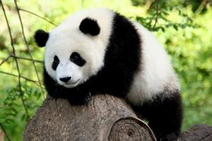 Bức ảnh gấu trúc dễ thương nhất.