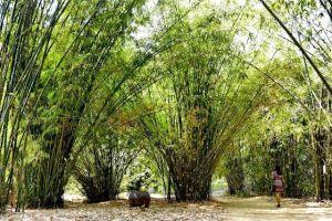 Bài văn cảm nhận tác phẩm Cây tre Việt Nam (Thép Mới) - Ngữ văn 6 sách KNTT hay nhất
