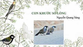 Bài văn phân tích Con khướu sổ lồng (Ngữ văn 10) hay nhất
