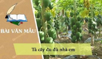 Bài văn tả cây đu đủ (lớp 4) hay nhất