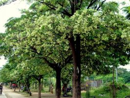 Bài văn tả cây hoa sữa hay nhất
