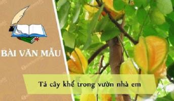 Bài văn tả cây khế (lớp 4) hay nhất