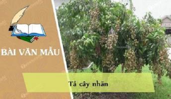 Bài văn tả cây nhãn (lớp 4) hay nhất