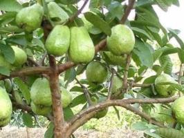 Bài văn tả cây ổi (lớp 4) hay nhất