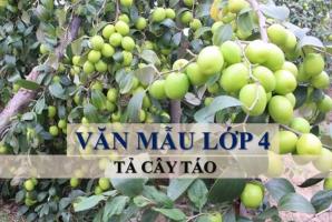 Bài văn tả cây táo (lớp 4) hay nhất
