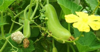 Bài văn tả giàn bầu, giàn bí (lớp 5) hay nhất