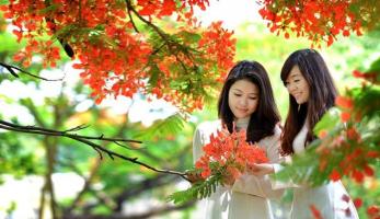 Bài văn tả cây phượng và hoa phượng hay nhất