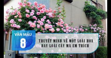 Bài văn thuyết minh về loài cây em yêu hay và đa dạng nhất