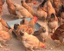 Bệnh thường gặp nhất ở gà và cách phòng chống, chữa trị hiệu quả