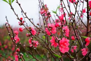 Loài hoa phổ biến nhất của ngày tết cổ truyền Việt Nam