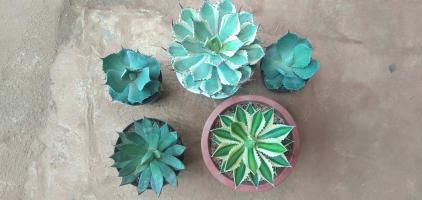 Địa chỉ bán cây cảnh, tiểu cảnh uy tín nhất TP. Pleiku, Gia Lai