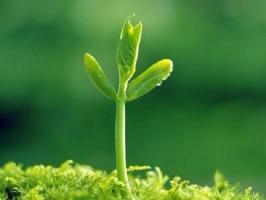 Bài văn tả một cây non mới trồng hay nhất