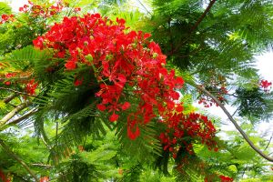 Tản văn viết về hoa phượng hay nhất