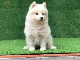 Loài thú cưng được yêu thích nhất