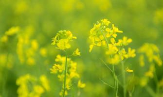 Tản văn viết về hoa cải hay nhất