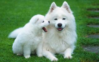 Cửa hàng bán thú cưng uy tín ở Đà Nẵng