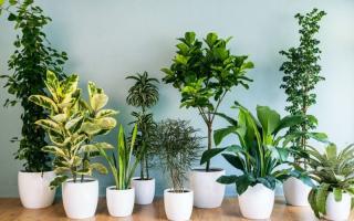 Địa chỉ bán cây cảnh, tiểu cảnh uy tín nhất TP. Buôn Ma Thuột, Đắk Lắk