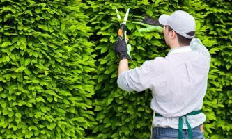 Dịch vụ chăm sóc cây xanh, cảnh quan chuyên nghiệp nhất Đà Nẵng